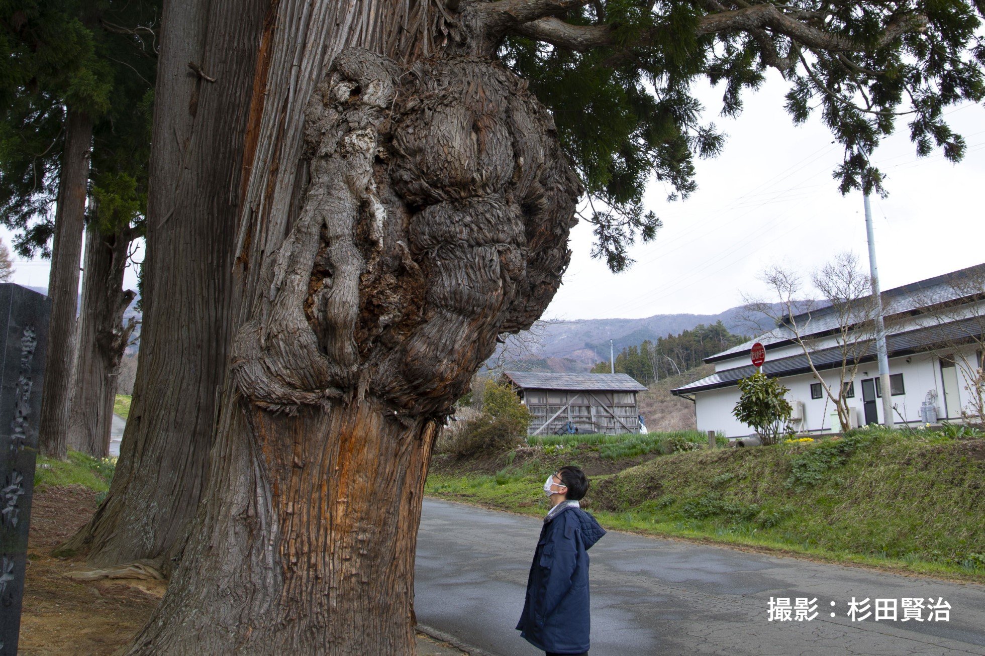 2-02-常光寺の杉.jpg
