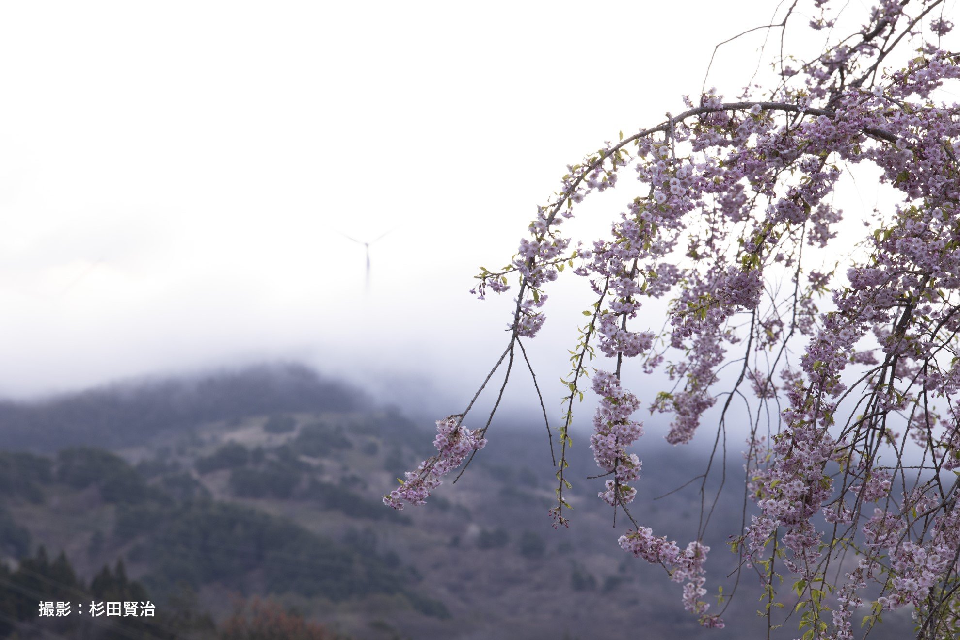 1-02-枝垂桜.jpg